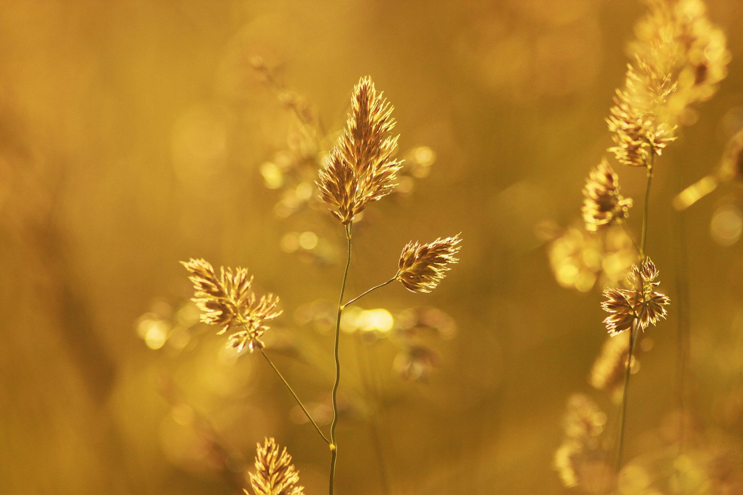 Are Golden Times Ahead?
