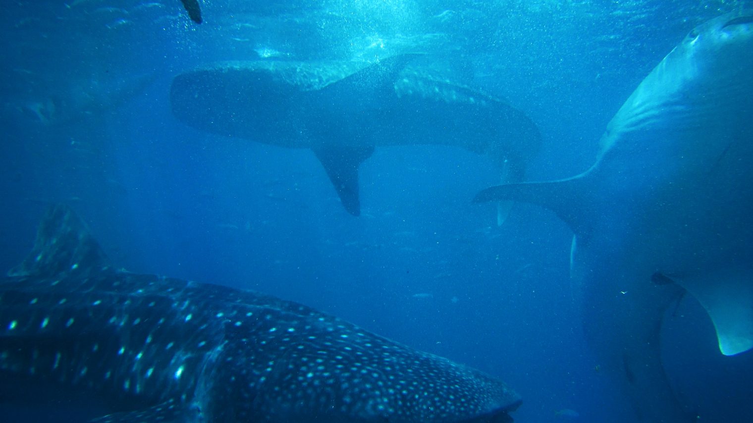 Beneath the surface of market moves: Whales and gamma loops